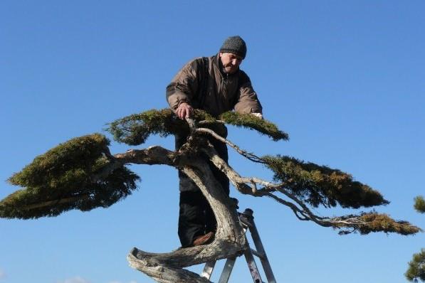 Fehér Imre - Bonsai Hungary