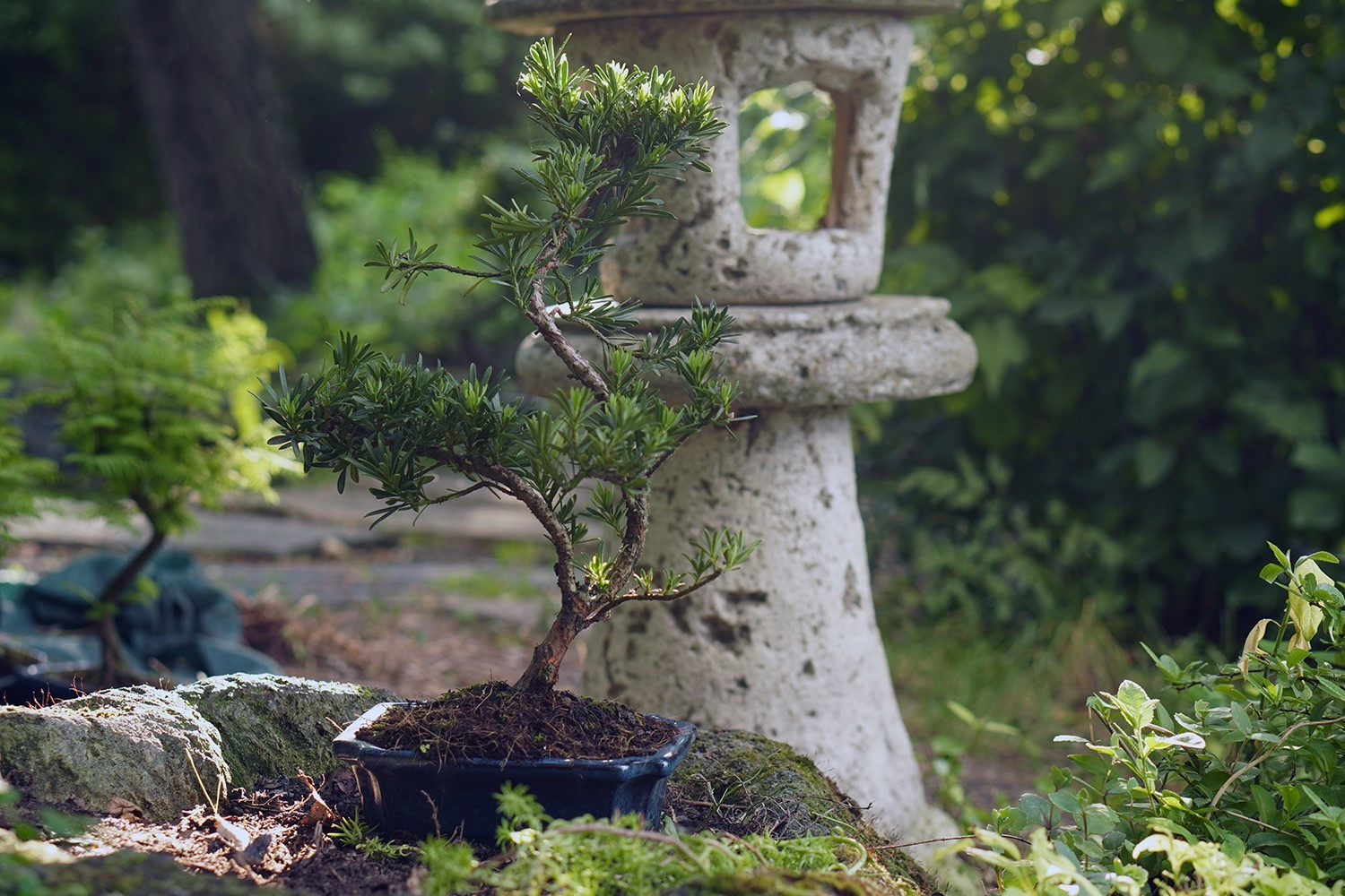 Japán kert - Bonsai Hungary