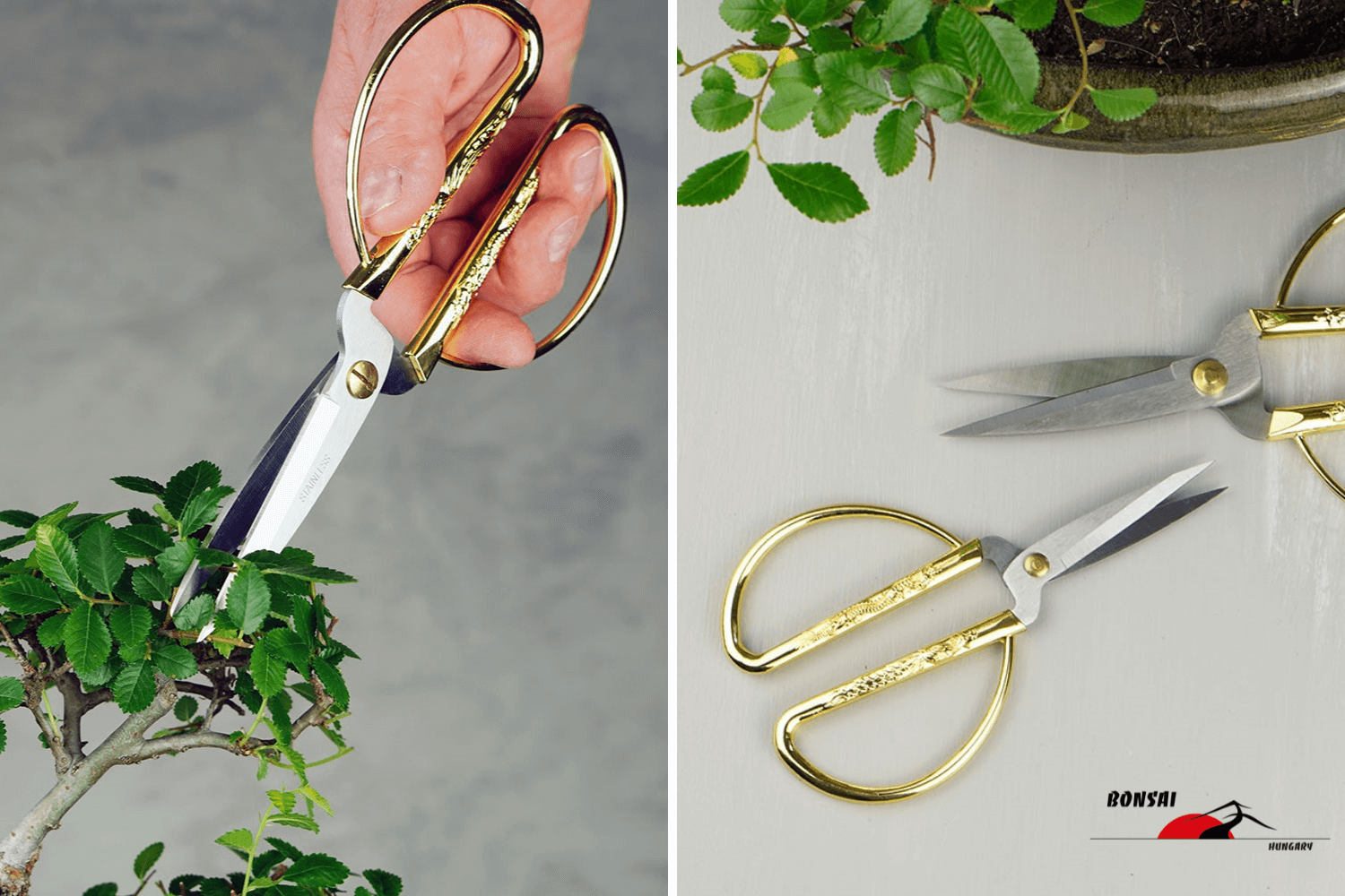 Bonsai metszése - Bonsai Hungary