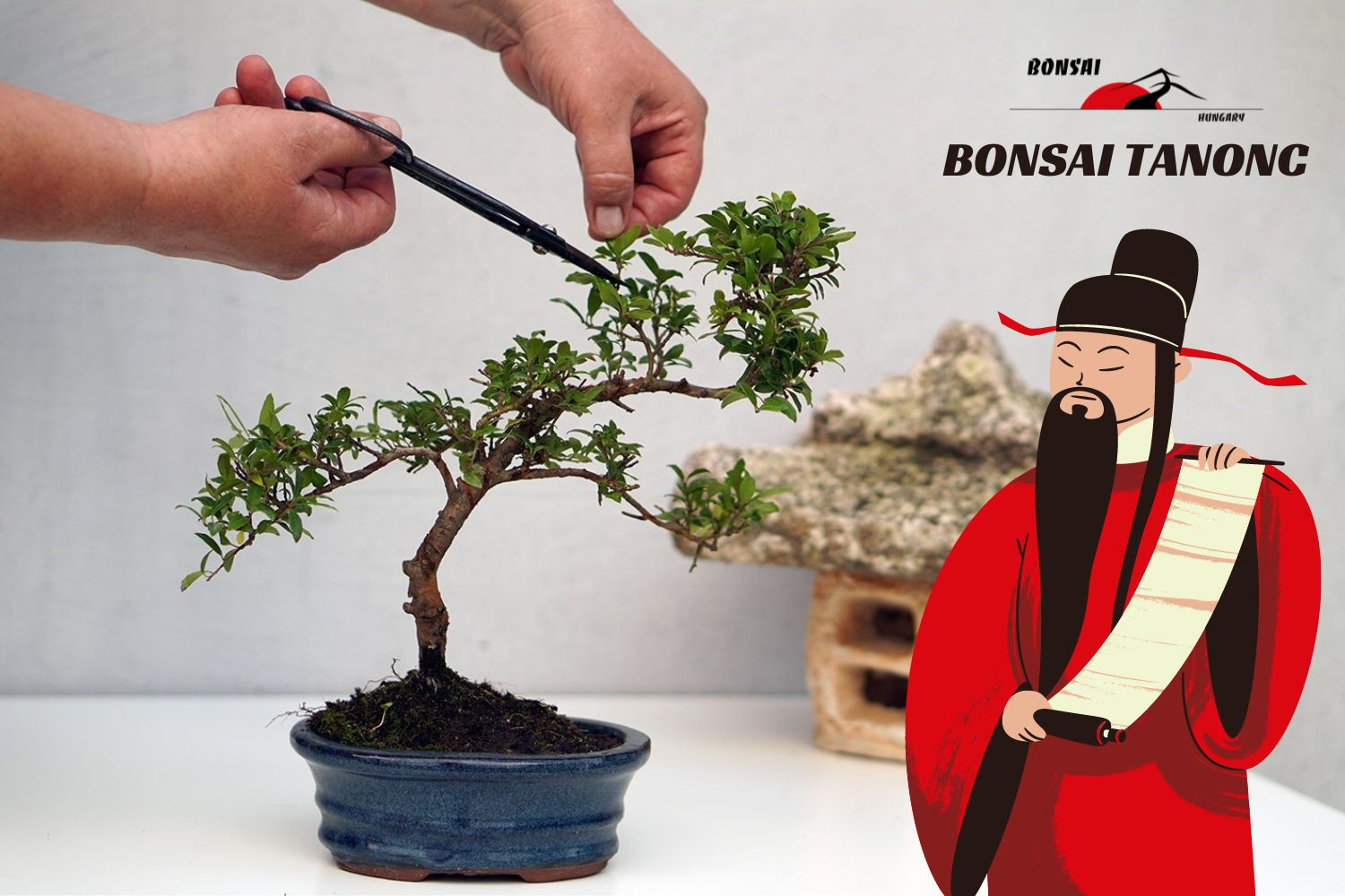 Bonsai tanonc - Bonsai Hungary
