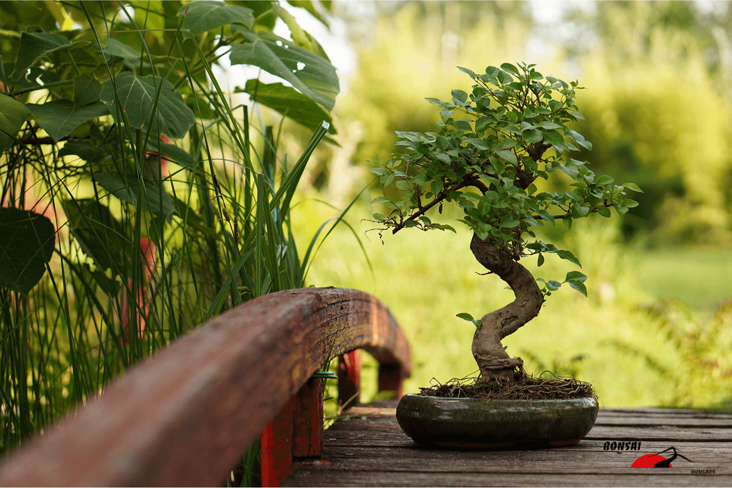 Bonsai elhelyezése - Bonsai Hungary