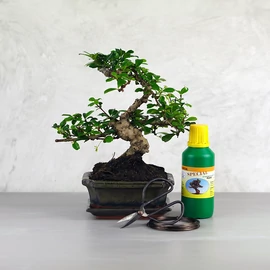 Bonsai ajándékcsomag - Carmona