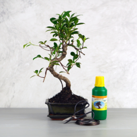 Bonsai ajándékcsomag - Ficus