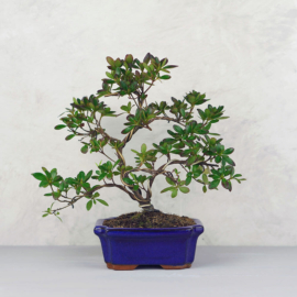 Rhododendron (Azálea) - hajlított törzsű