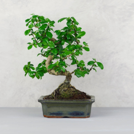 Carmona (Borágófa) bonsai - több méretben