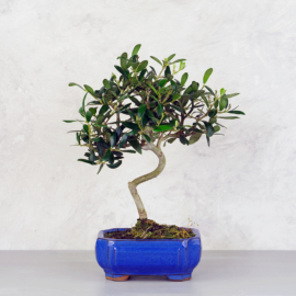 Olea (Olajfa) bonsai