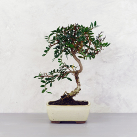 Pistacia lentiscus (Pisztácia) bonsai