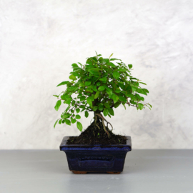 Sageretia (Kínai édesszilva) bonsai 