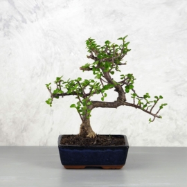 Portulacaria afra (Japán pénzfa) bonsai - több méretben