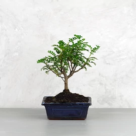 Zanthoxylum piperitum (Borsfa) bonsai