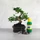 Bonsai ajándékcsomag - Carmona