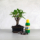 Bonsai ajándékcsomag - Ficus retusa