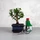Bonsai ajándékcsomag - Carmona