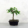Ulmus parvifolia (Kínai szil) bonsai - egyenes törzsű, 12 cm