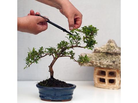 Legyél te is Bonsai Tanonc!