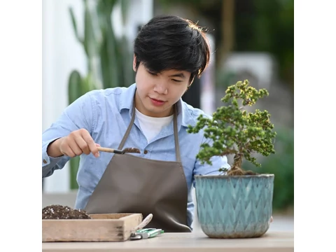 Gyökerektől a koronáig - Teljes útmutató a bonsai átültetéshez