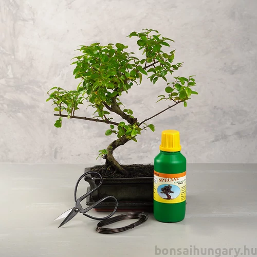 Bonsai ajándékcsomag - Sagaretia