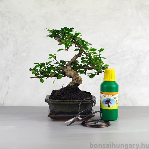 Bonsai ajándékcsomag - Carmona
