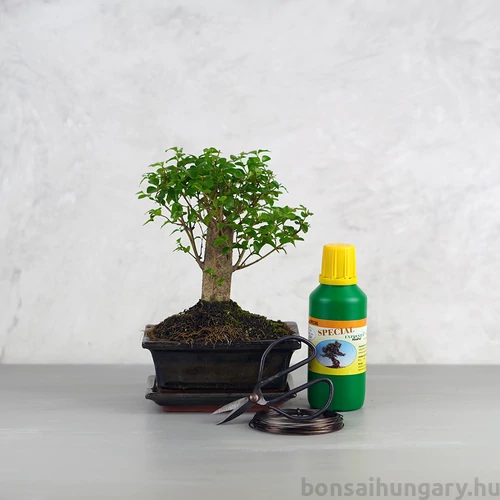 Bonsai ajándékcsomag - Ligustrum chinesis