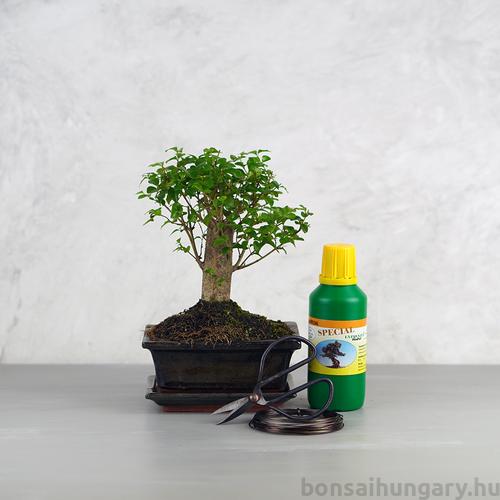 Bonsai ajándékcsomag - Ligustrum chinesis