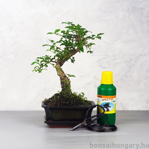 Bonsai ajándékcsomag - Ligustrum chinesis
