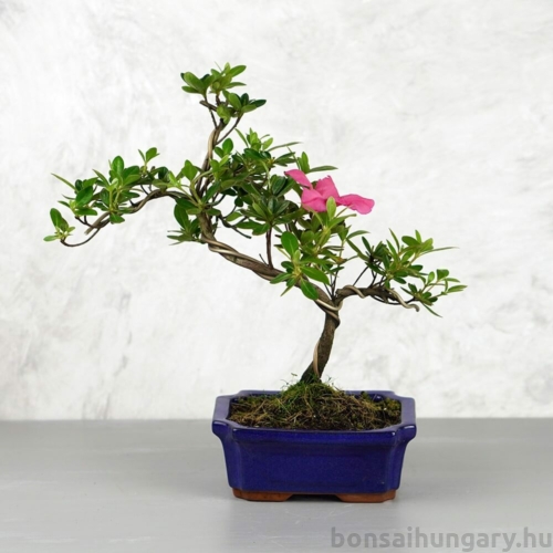 Rhododendron (Azálea) - hajlított törzsű, 15 cm
