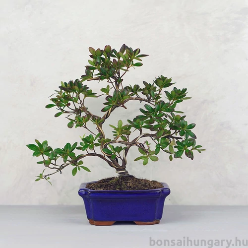 Rhododendron (Azálea) - hajlított törzsű, 20 cm