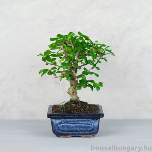 Carmona (Borágófa) bonsai