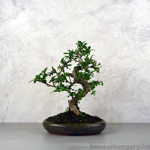 Carmona (Borágófa) bonsai
