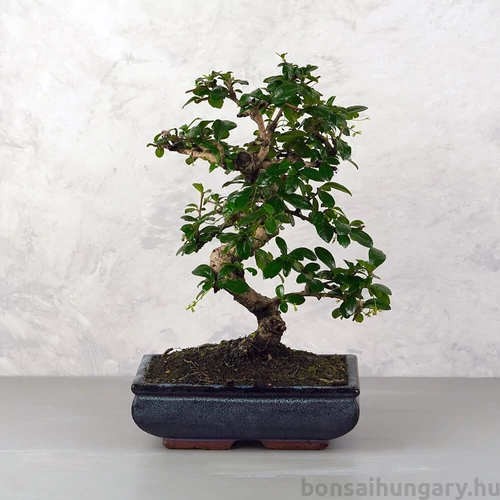 Carmona (Borágófa) bonsai