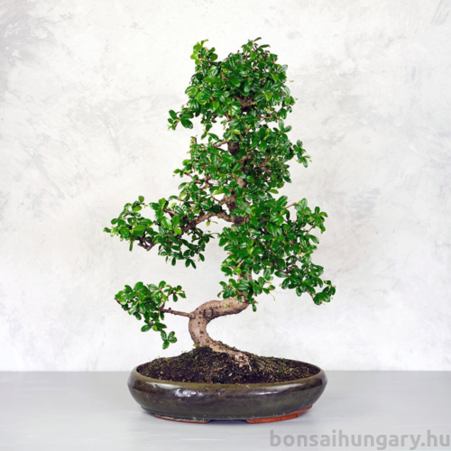 Carmona (Borágófa) bonsai
