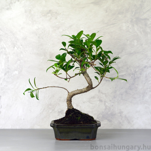 Ficus (fikusz) - hajlított törzsű, 15 cm-es cserépben