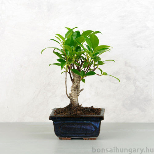 Ficus (fikusz) - egyenes, 10 cm-es cserépben