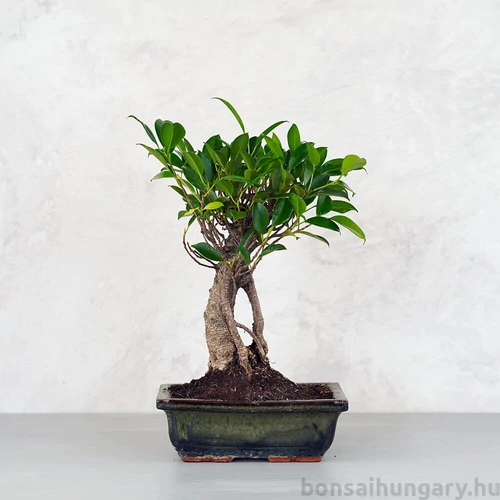 Ficus (fikusz) - egyenes, 20 cm-es cserépben
