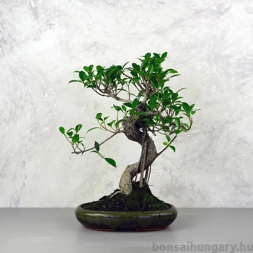 Ficus (fikusz) - hajlított törzsű, 24 cm-es cserépben