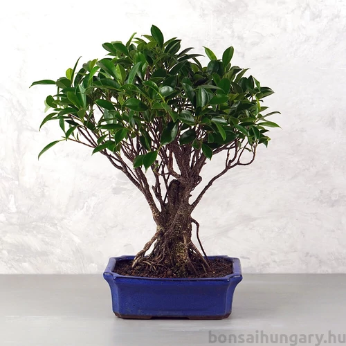 Ficus (fikusz) - egyenes, 25 cm-es cserépben