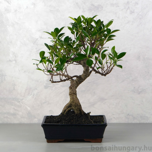 Ficus (fikusz) - hajlított törzsű, 25 cm-es cserépben