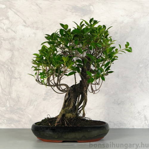 Ficus (fikusz) - hajlított törzsű, 39 cm-es cserépben