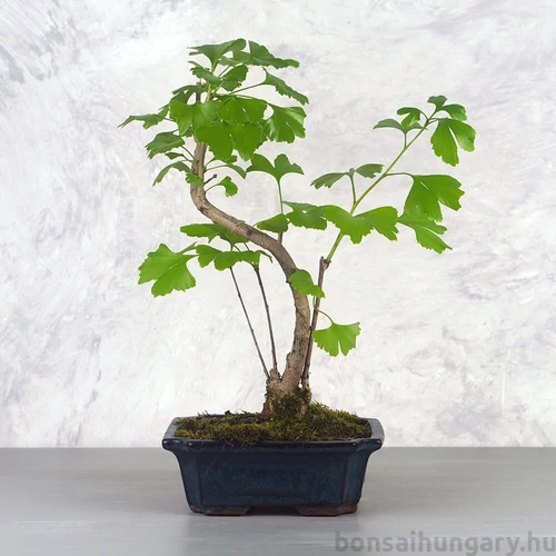 Ginkgo biloba (Páfrányfenyő) bonsai
