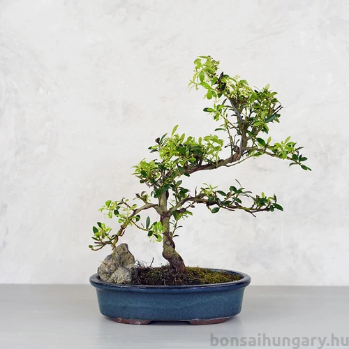 Ilex (Japán magyal) - hajlított törzsű