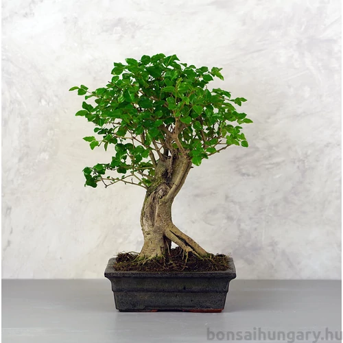 Ligustrum chinesis (Kínai fagyal) bonsai