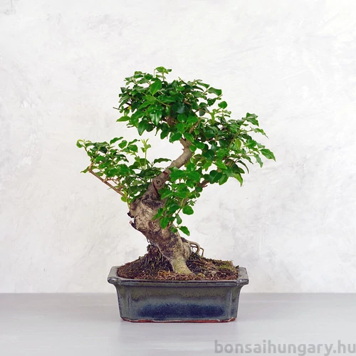 Ligustrum chinesis (Kínai fagyal) bonsai