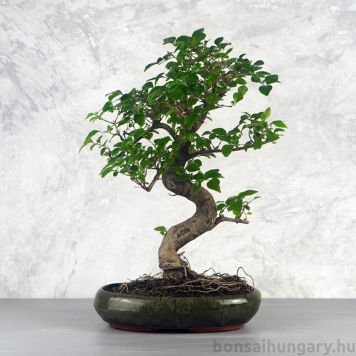 Ligustrum chinesis (Kínai fagyal) bonsai
