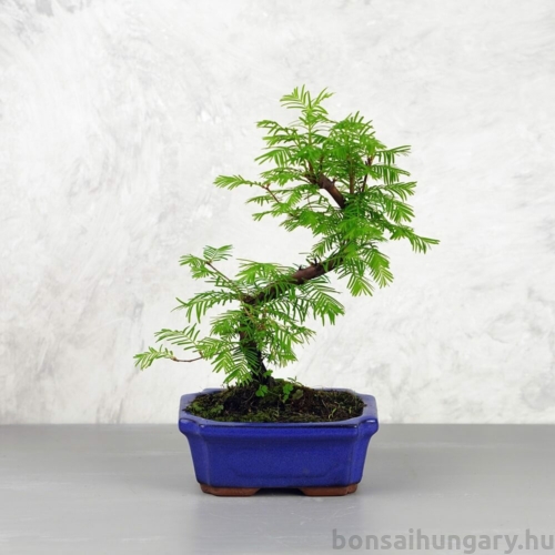 Metasequoia (Mamutfenyő) bonsai