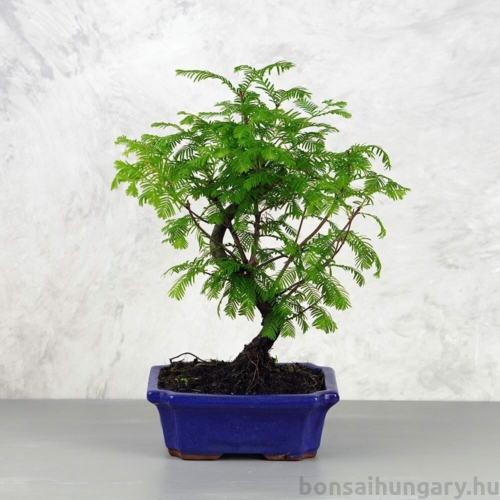 Metasequoia (Mamutfenyő) bonsai