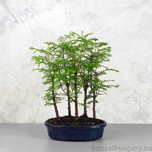 Metasequoia (Mamutfenyő) bonsai