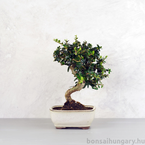 Olea (Olajfa) bonsai