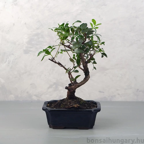 Pistacia lentiscus (Pisztácia) bonsai
