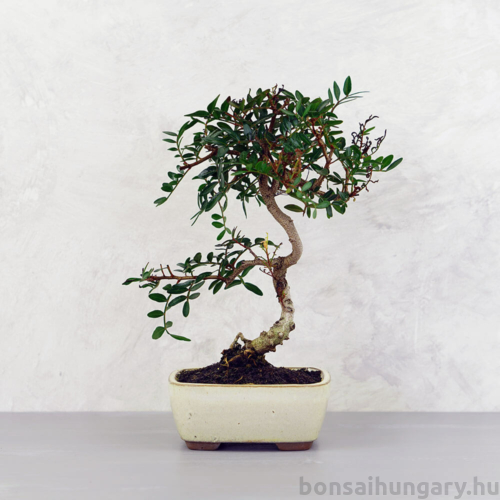 Pistacia lentiscus (Pisztácia) bonsai