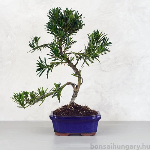 Podocarpus (Kőtiszafa) - hajlított törzsű, 15 cm